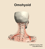 The omohyoid muscle of the neck - orientation 6