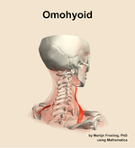 The omohyoid muscle of the neck - orientation 7