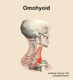 The omohyoid muscle of the neck - orientation 8