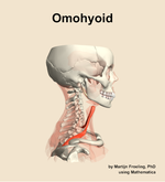 The omohyoid muscle of the neck - orientation 9