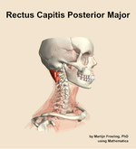 The rectus capitis posterior major muscle of the neck - orientation 10