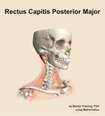 The rectus capitis posterior major muscle of the neck - orientation 11