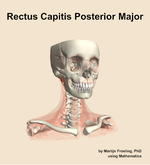 The rectus capitis posterior major muscle of the neck - orientation 12
