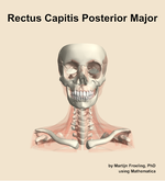 The rectus capitis posterior major muscle of the neck - orientation 13