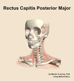 The rectus capitis posterior major muscle of the neck - orientation 14