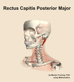 The rectus capitis posterior major muscle of the neck - orientation 15