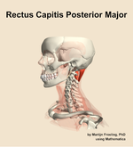 The rectus capitis posterior major muscle of the neck - orientation 16