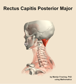 The rectus capitis posterior major muscle of the neck - orientation 2