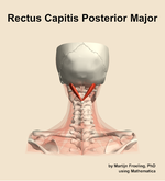 The rectus capitis posterior major muscle of the neck - orientation 5