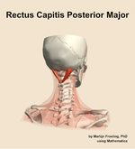 The rectus capitis posterior major muscle of the neck - orientation 6