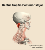 The rectus capitis posterior major muscle of the neck - orientation 8