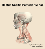 The rectus capitis posterior minor muscle of the neck - orientation 1