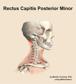 The rectus capitis posterior minor muscle of the neck - orientation 10