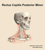 The rectus capitis posterior minor muscle of the neck - orientation 11