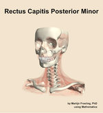 The rectus capitis posterior minor muscle of the neck - orientation 14