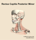 The rectus capitis posterior minor muscle of the neck - orientation 15