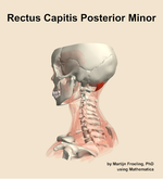 The rectus capitis posterior minor muscle of the neck - orientation 2