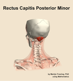 The rectus capitis posterior minor muscle of the neck - orientation 4