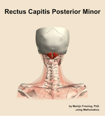 The rectus capitis posterior minor muscle of the neck - orientation 5