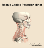 The rectus capitis posterior minor muscle of the neck - orientation 9