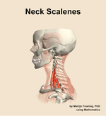 Muscles of the scalenes compartment of the neck - orientation 1