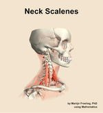 Muscles of the scalenes compartment of the neck - orientation 10