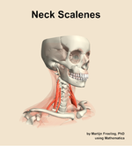 Muscles of the scalenes compartment of the neck - orientation 11