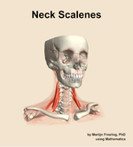 Muscles of the scalenes compartment of the neck - orientation 12