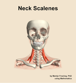 Muscles of the scalenes compartment of the neck - orientation 13