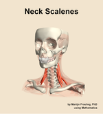 Muscles of the scalenes compartment of the neck - orientation 14