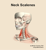 Muscles of the scalenes compartment of the neck - orientation 15