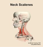 Muscles of the scalenes compartment of the neck - orientation 16