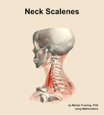 Muscles of the scalenes compartment of the neck - orientation 2
