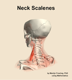 Muscles of the scalenes compartment of the neck - orientation 3
