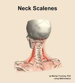 Muscles of the scalenes compartment of the neck - orientation 4