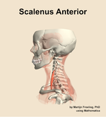 The scalenus anterior muscle of the neck - orientation 1