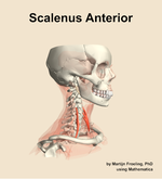 The scalenus anterior muscle of the neck - orientation 10