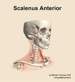 The scalenus anterior muscle of the neck - orientation 11