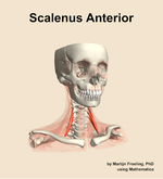 The scalenus anterior muscle of the neck - orientation 12