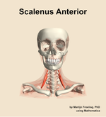 The scalenus anterior muscle of the neck - orientation 13