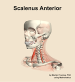 The scalenus anterior muscle of the neck - orientation 15
