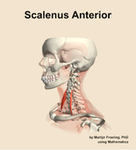 The scalenus anterior muscle of the neck - orientation 16