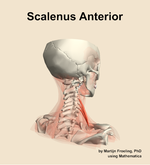 The scalenus anterior muscle of the neck - orientation 7