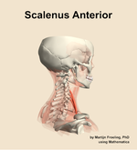 The scalenus anterior muscle of the neck - orientation 8