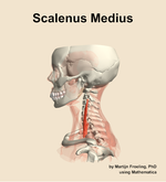 The scalenus medius muscle of the neck - orientation 1