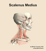 The scalenus medius muscle of the neck - orientation 10