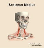 The scalenus medius muscle of the neck - orientation 12