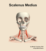 The scalenus medius muscle of the neck - orientation 13