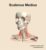 The scalenus medius muscle of the neck - orientation 14