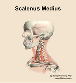 The scalenus medius muscle of the neck - orientation 16